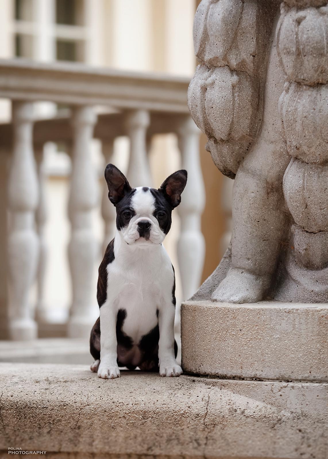 Boston Terrier puppy Elarina from Litter E - AT Team Kennel